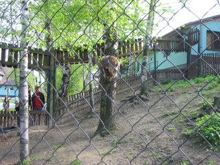 ZOO 2006