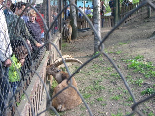 ZOO 2006