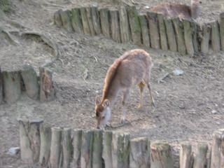 ZOO 2006