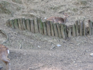 ZOO 2006