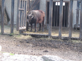 ZOO 2006