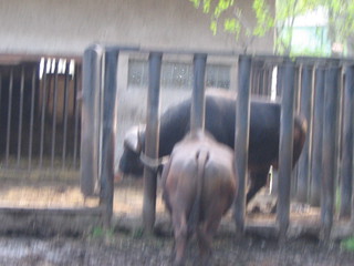 ZOO 2006