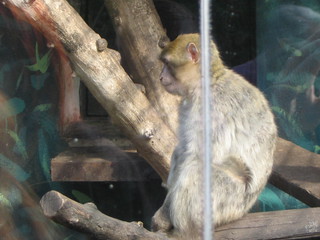 ZOO 2006