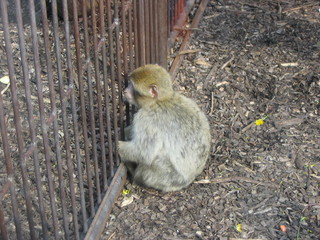 ZOO 2006