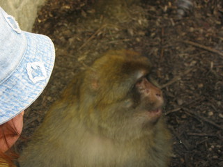 ZOO 2006