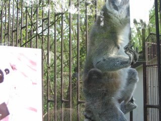ZOO 2006