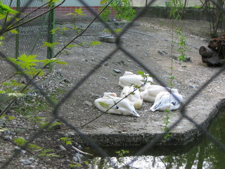 ZOO 2006