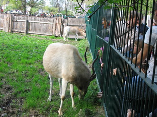 ZOO 2006