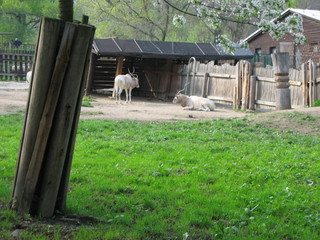 ZOO 2006