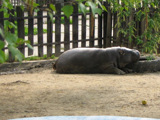 ZOO 2006