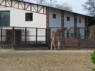 ZOO 2006