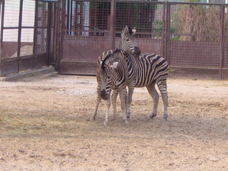 ZOO 2006