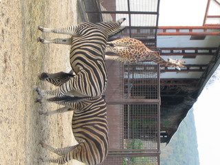 ZOO 2006