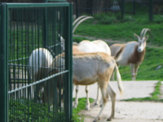ZOO 2006
