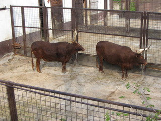ZOO 2006