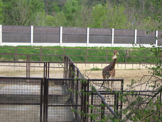 ZOO 2006