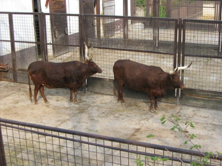 ZOO 2006