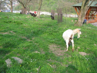 ZOO 2006
