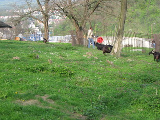 ZOO 2006