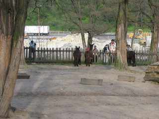 ZOO 2006