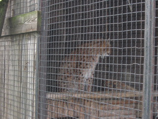 ZOO 2006