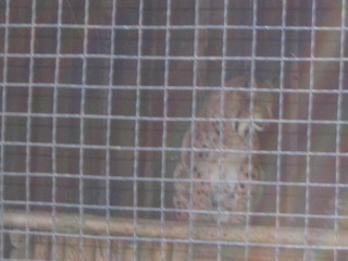 ZOO 2006