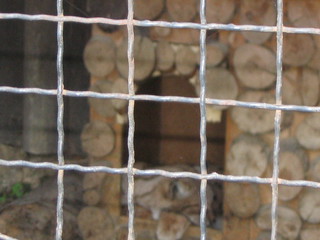 ZOO 2006