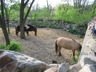 ZOO 2006