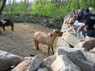 ZOO 2006