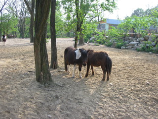 ZOO 2006