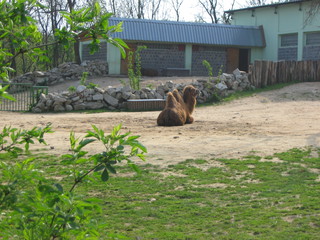 ZOO 2006