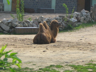 ZOO 2006