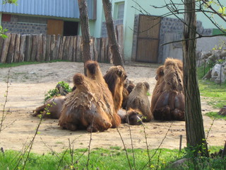 ZOO 2006