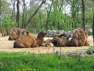 ZOO 2006