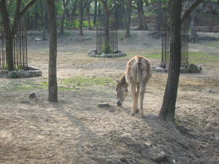 ZOO 2006