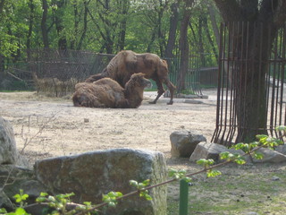 ZOO 2006