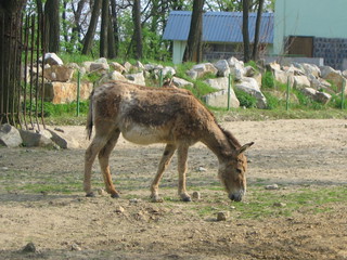 ZOO 2006
