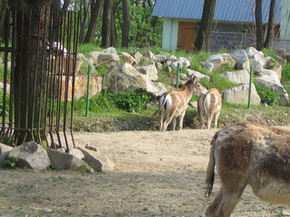 ZOO 2006
