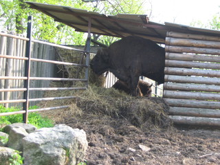 ZOO 2006