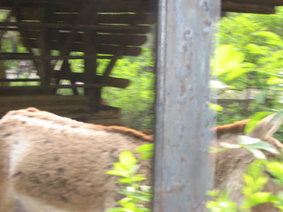 ZOO 2006