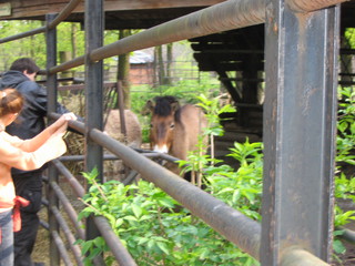 ZOO 2006