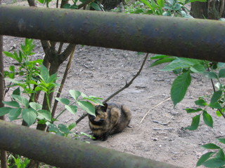 ZOO 2006