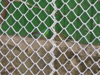 ZOO 2006