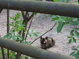 ZOO 2006