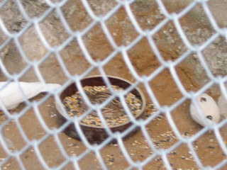ZOO 2006