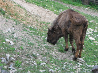 ZOO 2006
