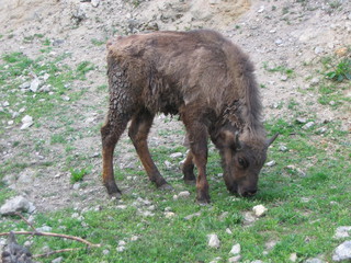 ZOO 2006