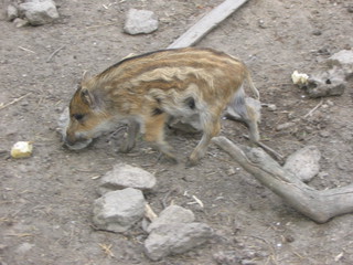 ZOO 2006