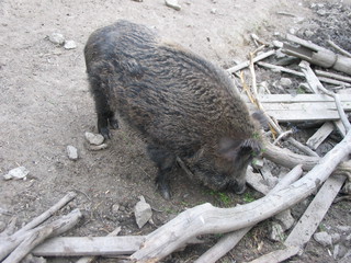 ZOO 2006