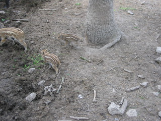 ZOO 2006